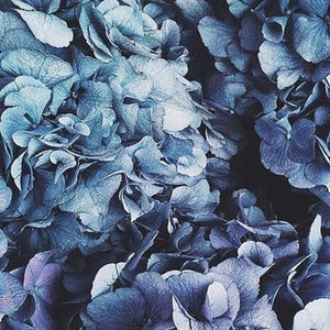 Meet your Posher, Catalina